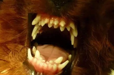 狗牙痛 狗牙痛