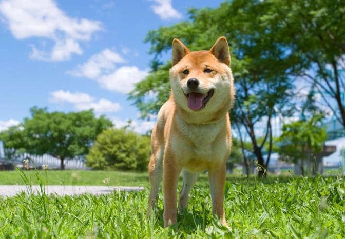 柴犬 乳糜胸 症狀