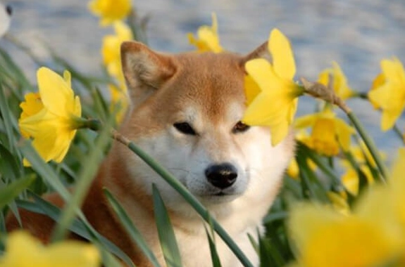 柴犬個性 柴犬個性