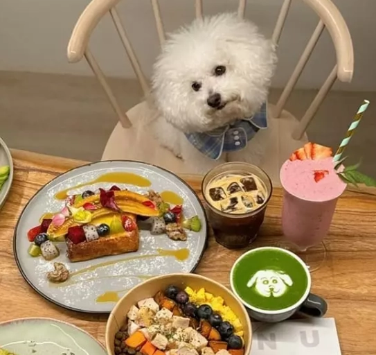帶狗吃飯嘉義 帶狗吃飯嘉義