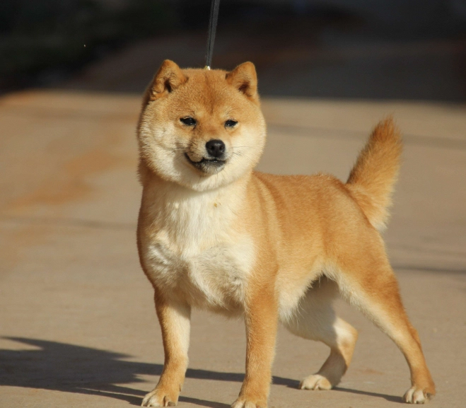 柴犬好養嗎 柴犬好養嗎