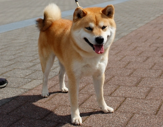 不要養柴犬？先看完這篇再決定！柴犬飼養前必知的5大真相