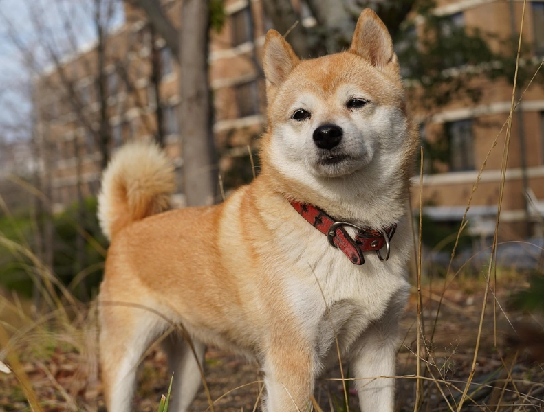 柴犬好養嗎 柴犬好養嗎