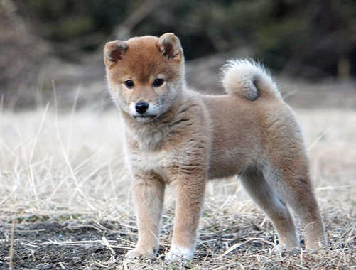 柴犬個性 柴犬個性