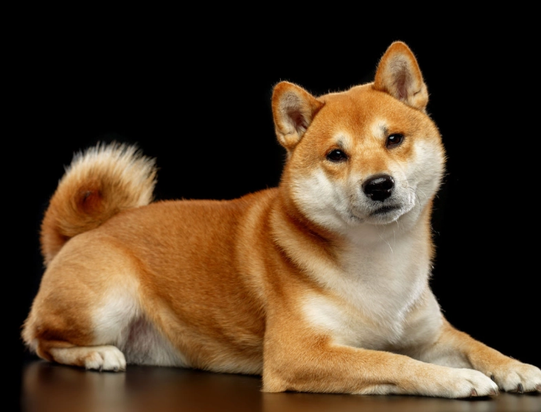 柴犬缺點 柴犬缺點