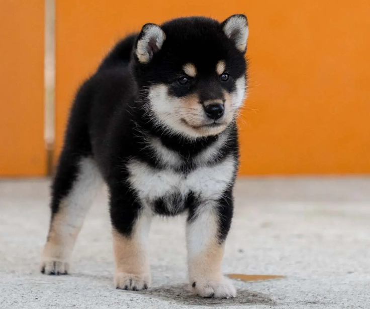 柴犬乳糜胸症狀全解析：從早期跡象到治療照護指南