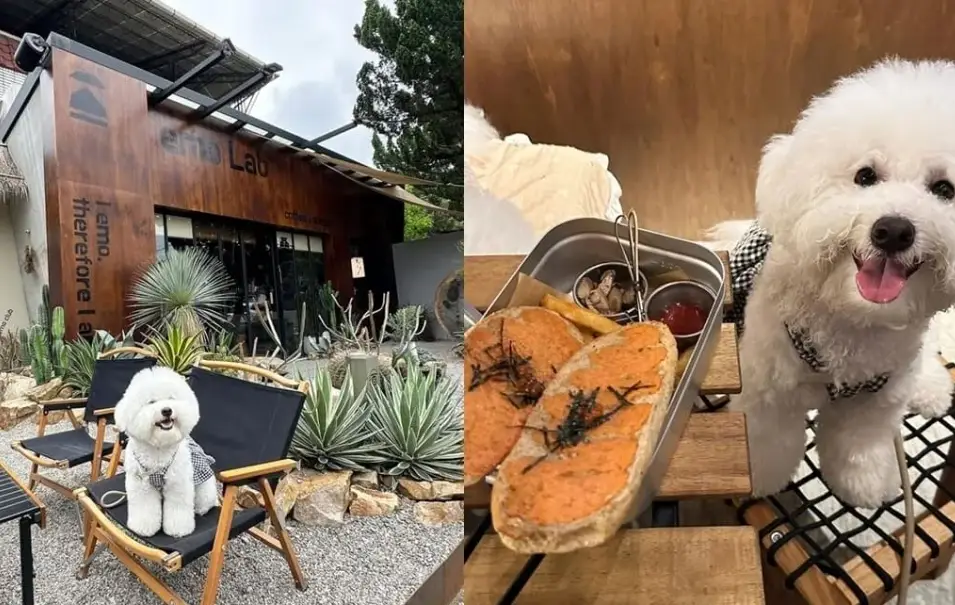 嘉義太保寵物友善餐廳全攻略：帶毛孩用餐不踩雷的在地推薦