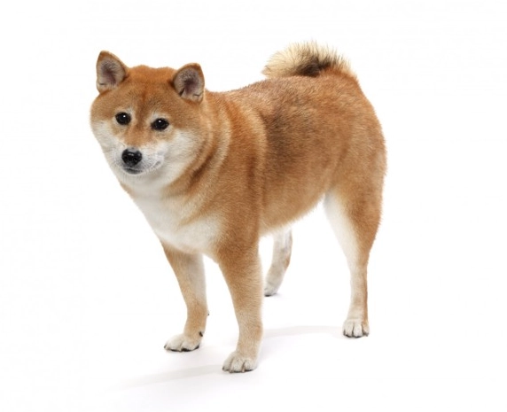 狗狗 胸腔 積水