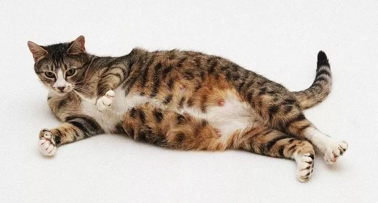 貓懷孕症狀 貓懷孕症狀