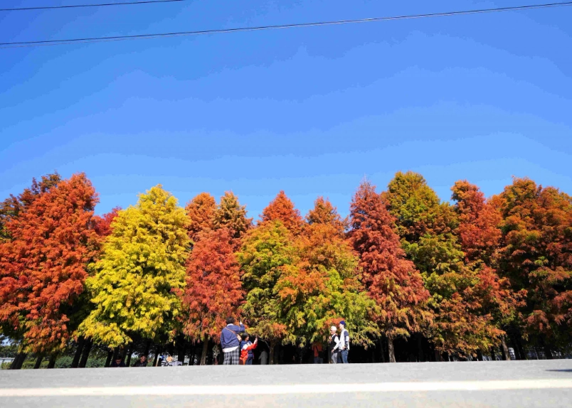 六甲落羽松季節全攻略：最佳賞景時間、交通路線與私房拍攝點