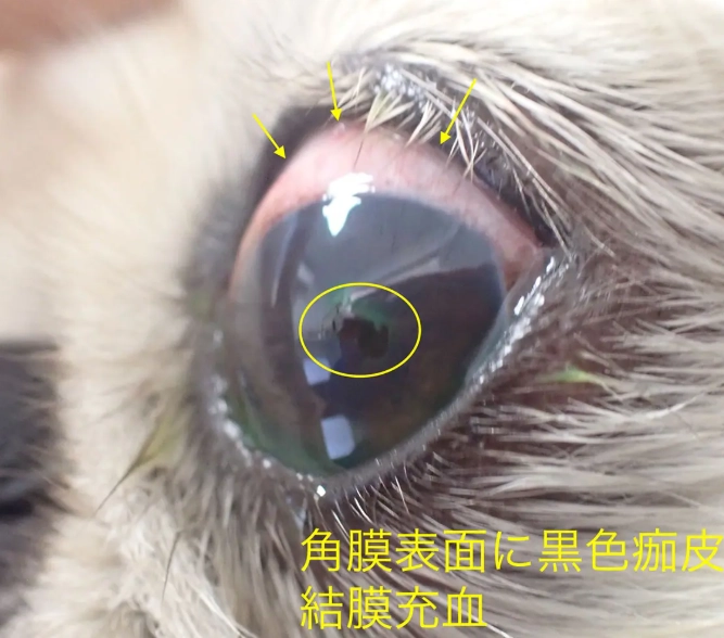 貓葡萄膜炎治療 貓葡萄膜炎治療