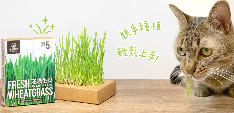 貓草種植 貓草種植