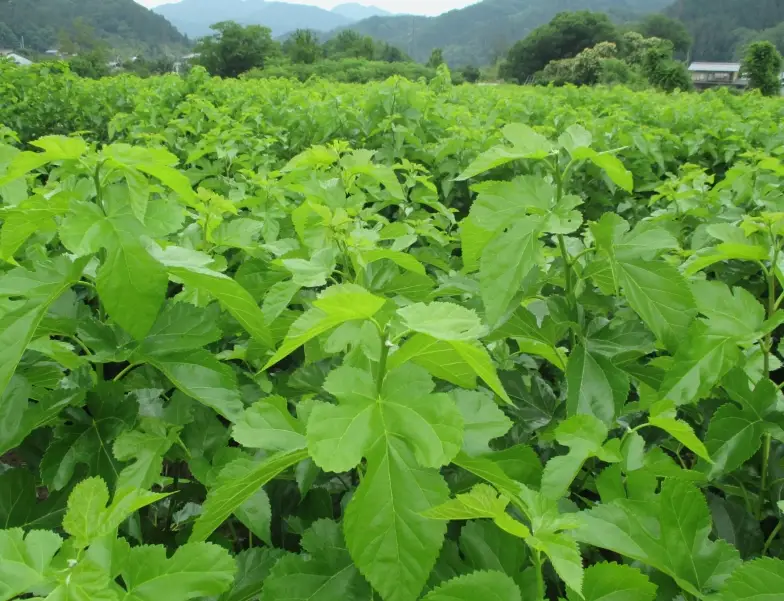 桑葉健康益處