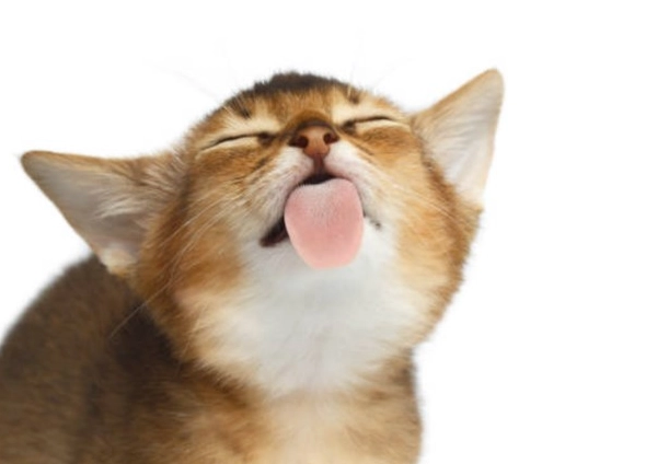 貓咪吐舌頭
