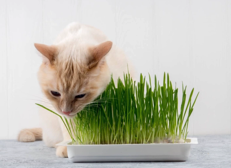 貓草好處 貓草好處
