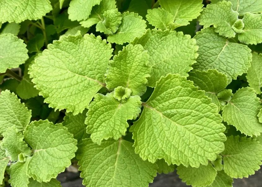 左手香煎蛋 左手香煎蛋