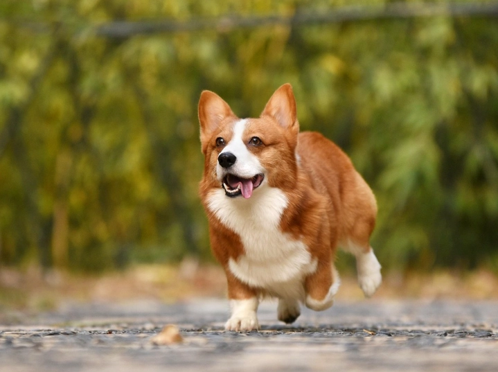 柯基犬疾病 柯基犬疾病