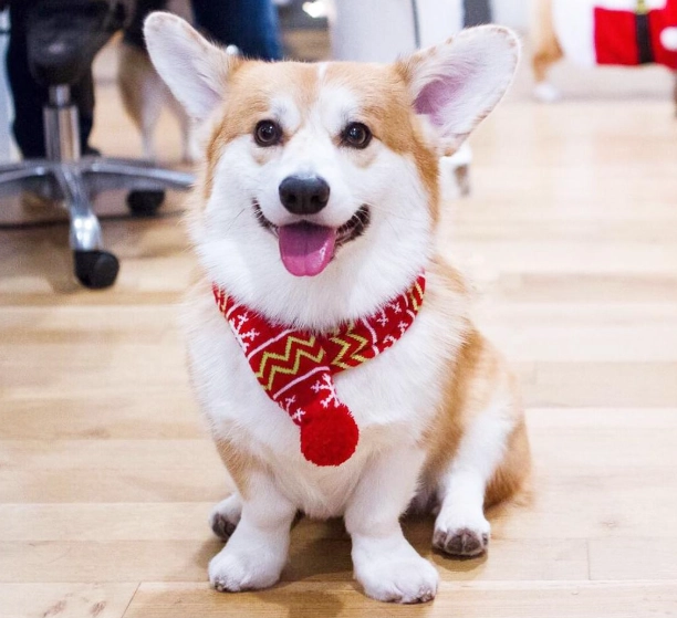 柯基犬疾病 柯基犬疾病