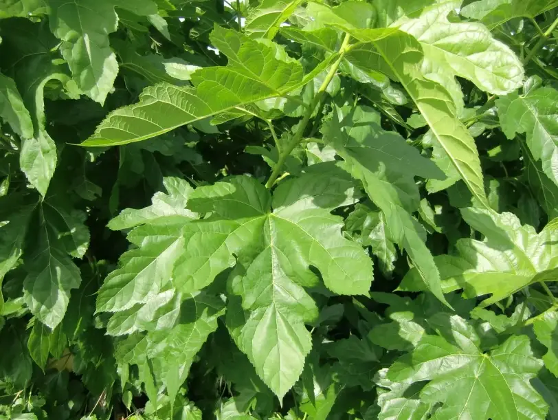 桑葚葉茶做法