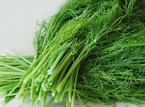 茴香菜功效完整解析：從營養價值到健康益處的實用指南