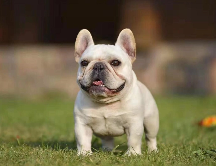 巴哥犬法國鬥牛犬比較 巴哥犬法國鬥牛犬比較