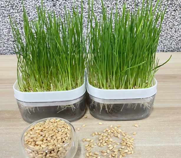 貓草好處 貓草好處