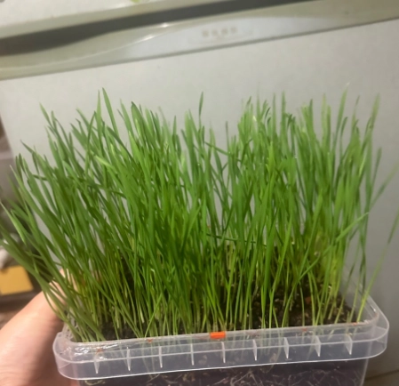 如何種貓草 如何種貓草