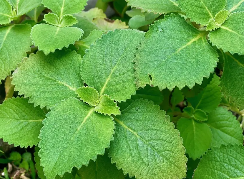 左手香功效 左手香功效