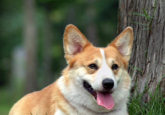 柯基犬疾病 柯基犬疾病
