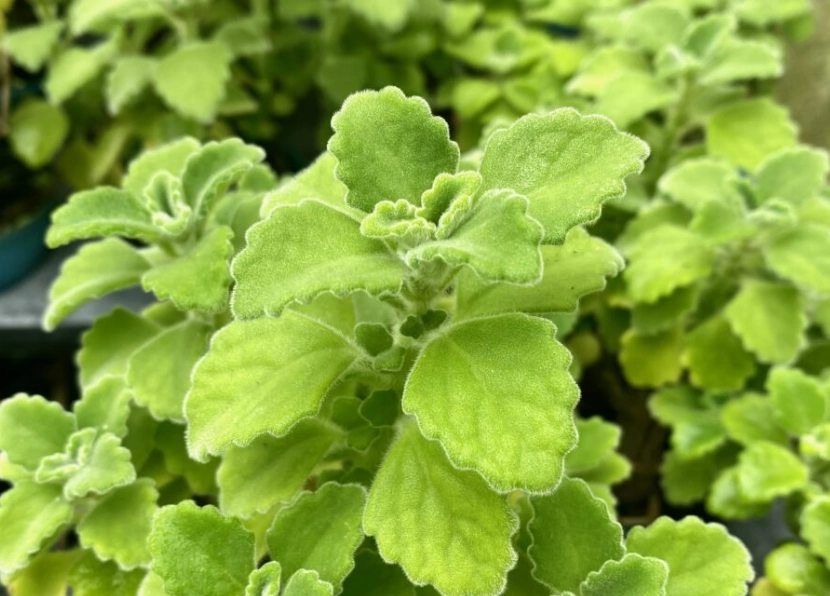 左手香料理 左手香料理