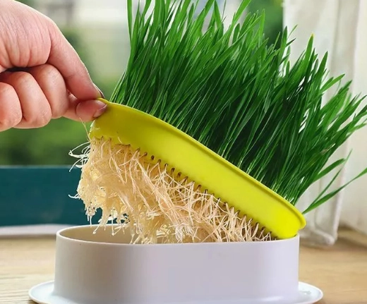貓草好處 貓草好處