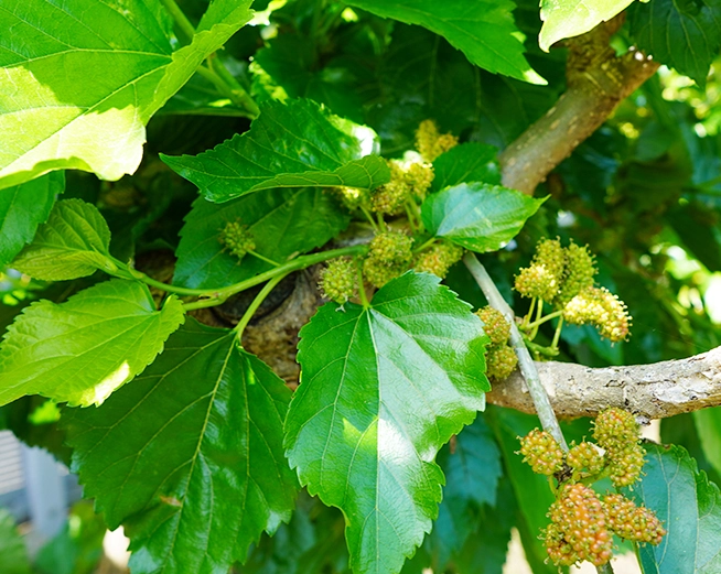 桑葚葉功效全解析：7大健康益處與正確使用指南