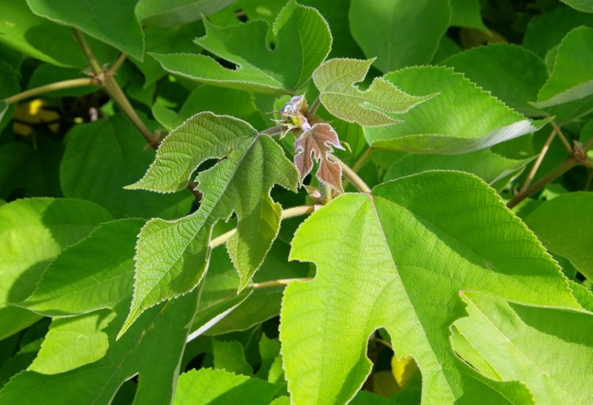 桑葉健康益處
