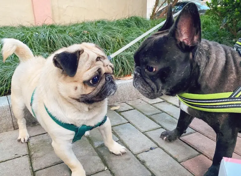 巴哥犬法國鬥牛犬比較 巴哥犬法國鬥牛犬比較