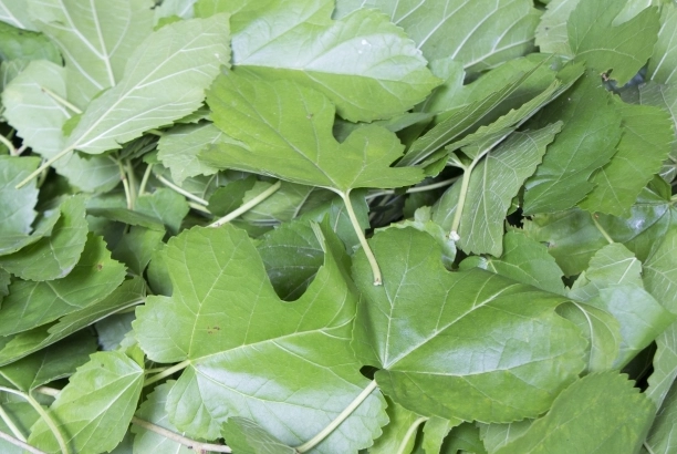 桑葚葉茶做法