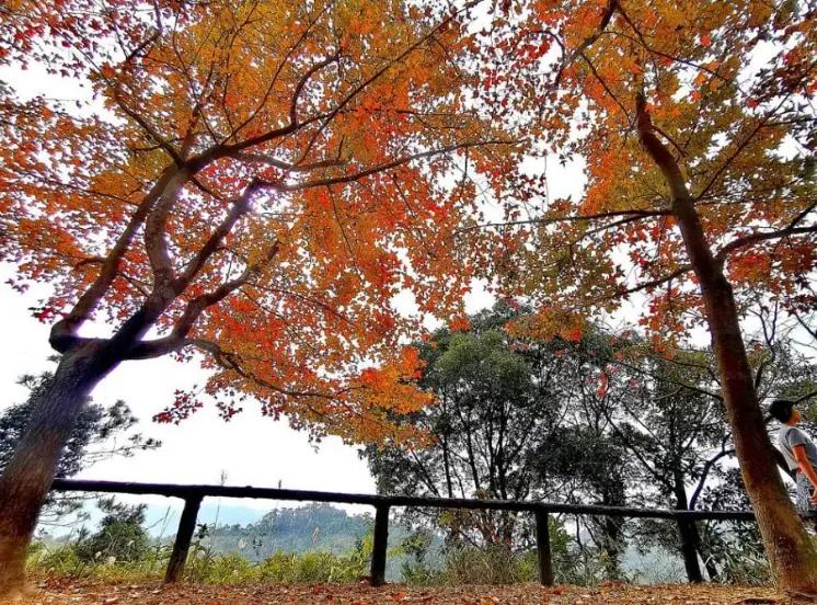 宜蘭到武陵農場景點 宜蘭到武陵農場景點