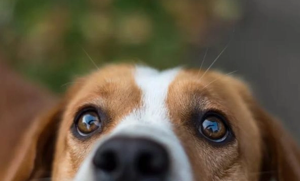 狗狗眼睛萎縮怎麼辦？獸醫詳解原因、症狀與居家護理全攻略