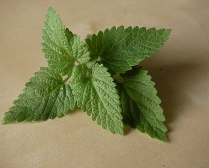 貓草種子