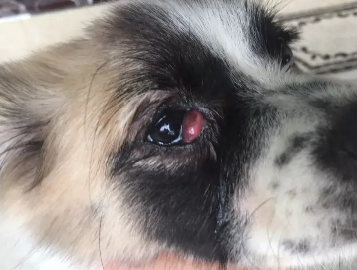 狗狗眼睛萎縮症狀 狗狗眼睛萎縮症狀
