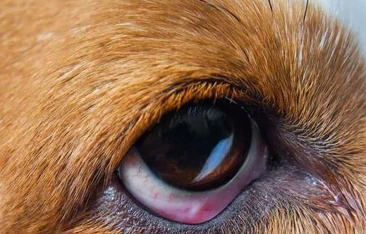 狗狗眼睛萎縮症狀 狗狗眼睛萎縮症狀