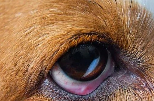 狗眼睛發炎 狗眼睛發炎
