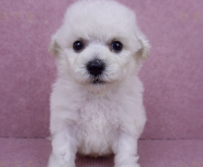 幼犬健康檢查 幼犬健康檢查
