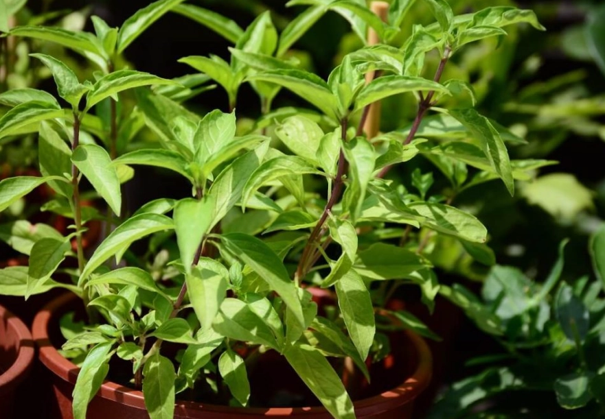 掌握羅勒種植時間！台灣四季栽培指南與關鍵技巧