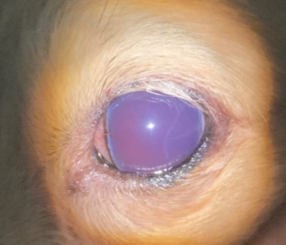 狗眼睛發炎 狗眼睛發炎