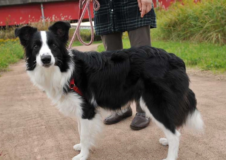 延長邊境牧羊犬壽命 延長邊境牧羊犬壽命