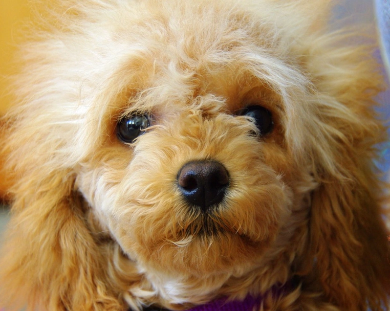 貴賓犬壽命 貴賓犬壽命