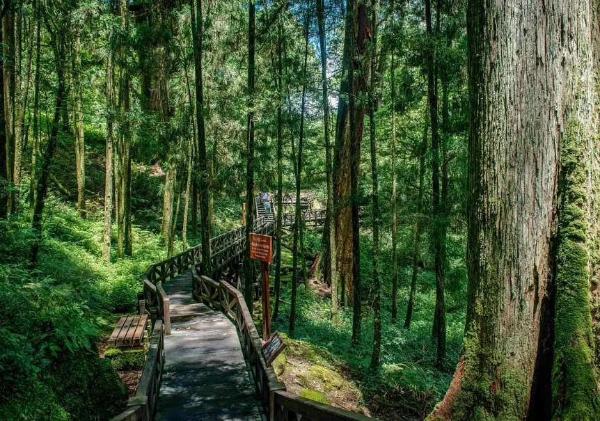 阿里山森林鐵路 阿里山森林鐵路