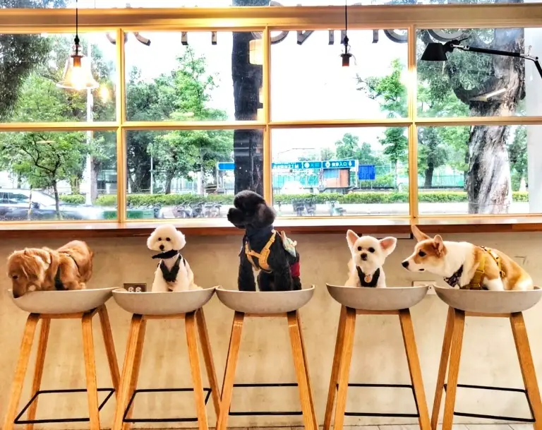 宜蘭帶狗餐廳 宜蘭帶狗餐廳