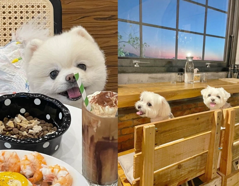 宜蘭寵物友善餐廳全攻略｜帶毛小孩吃美食的必收口袋名單