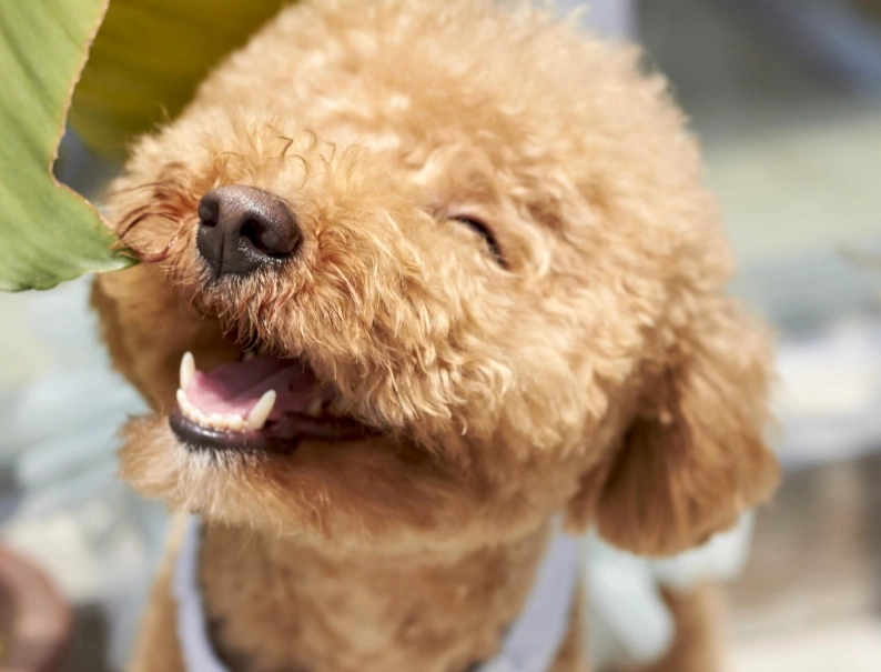 貴賓犬壽命 貴賓犬壽命